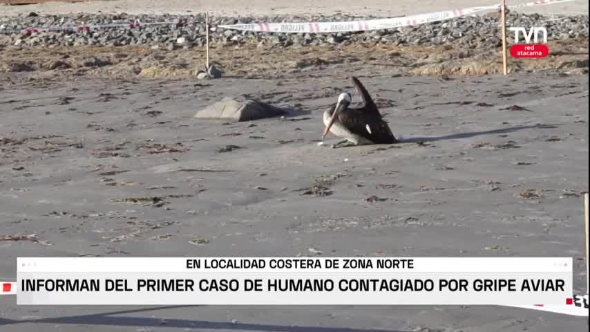 GRIPE AVIAR EN HUMANOS