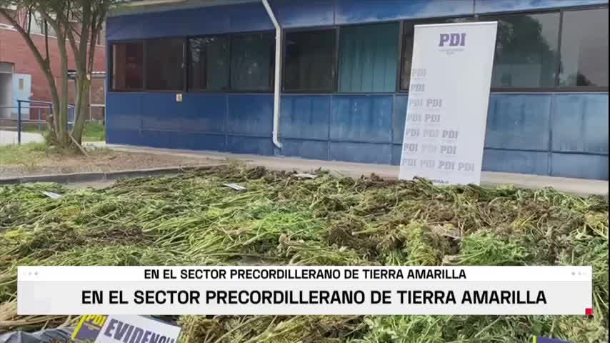 Detectan plantación de cannabis en sector precordillerano