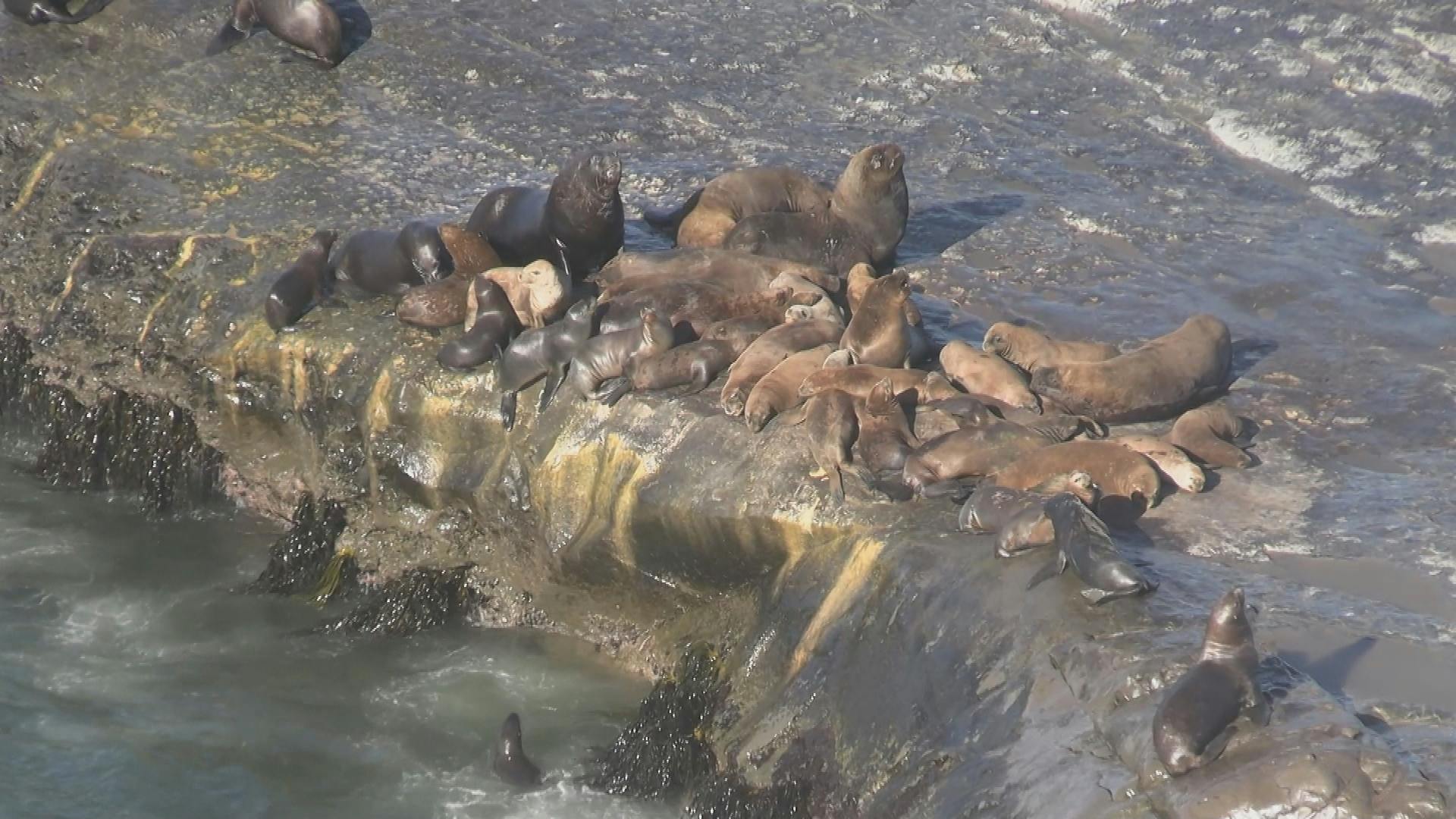 Más de 70 lobos marinos muertos en Isla Santa María