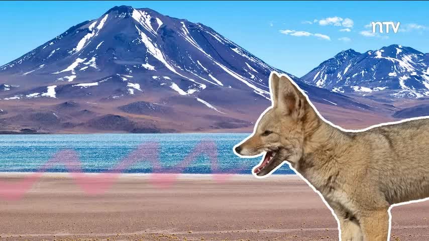 Zorro Chilla | Animales chilenos superasombrosos - T2E8