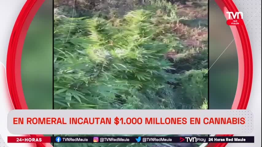 Incautan cannabis en Romeral equivalente a $1.000 millones