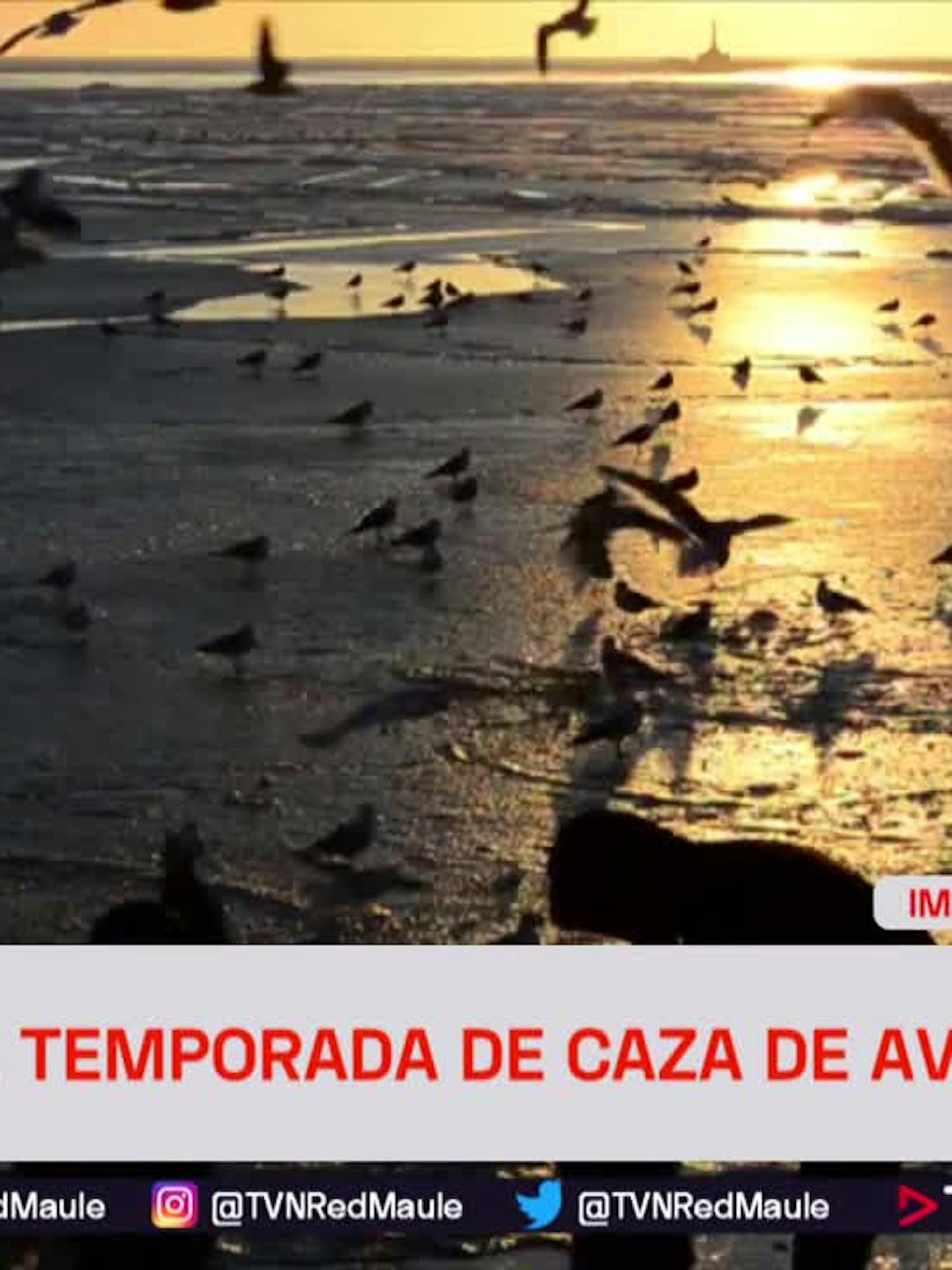 SAG suspende temporada de caza de aves silvestres