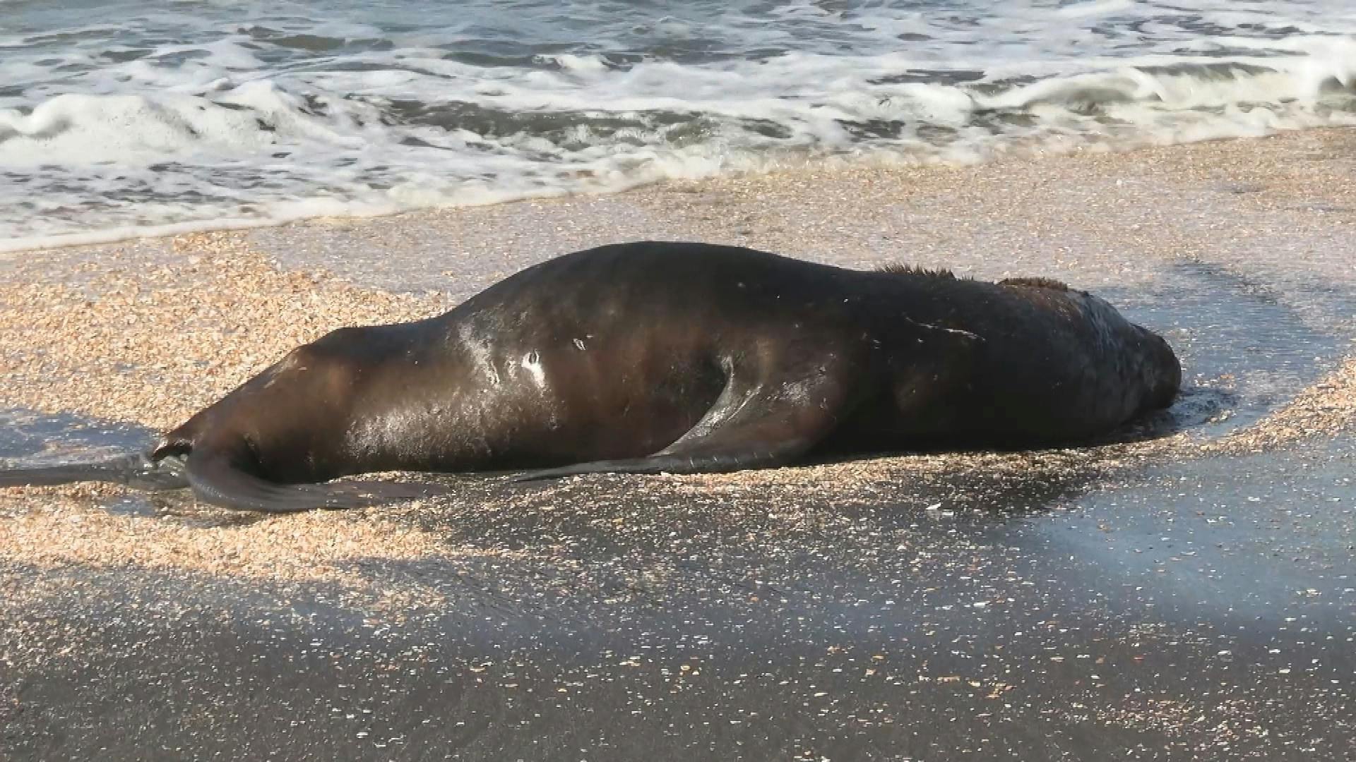 Comenzó inhumación de lobos marinos en Isla Santa María