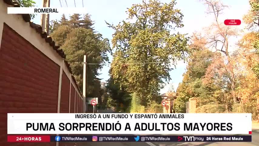 Puma sorprendió a adultos mayores en Romeral