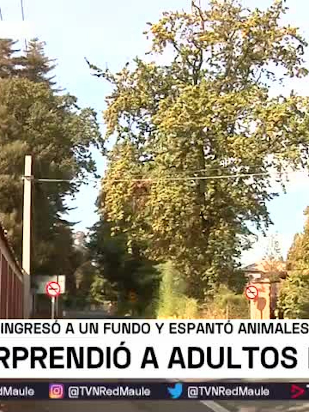 Puma sorprendió a adultos mayores en Romeral