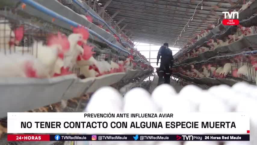 A 22 llegan las zonas de control de influenza aviar