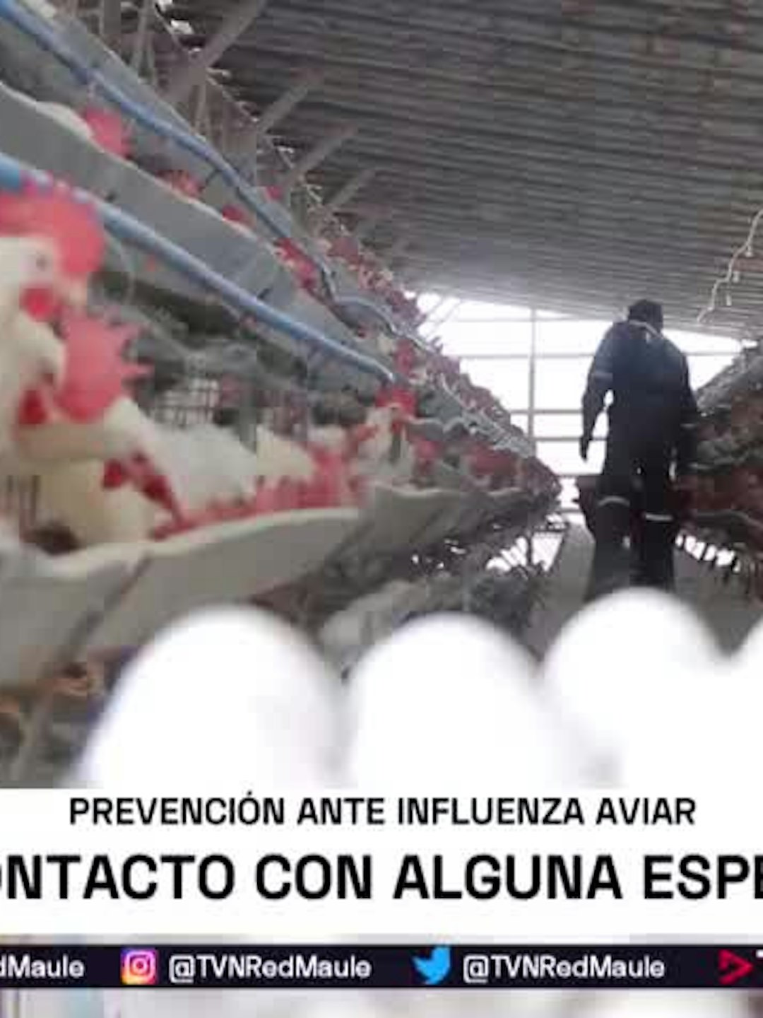A 22 llegan las zonas de control de influenza aviar