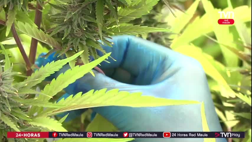 En Pelarco está el primer laboratorio de cannabis