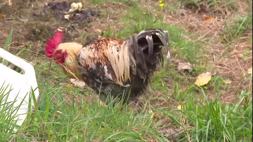 Tras sacrificar 205 mil aves, SAG amplía vigilancia de gripe aviar