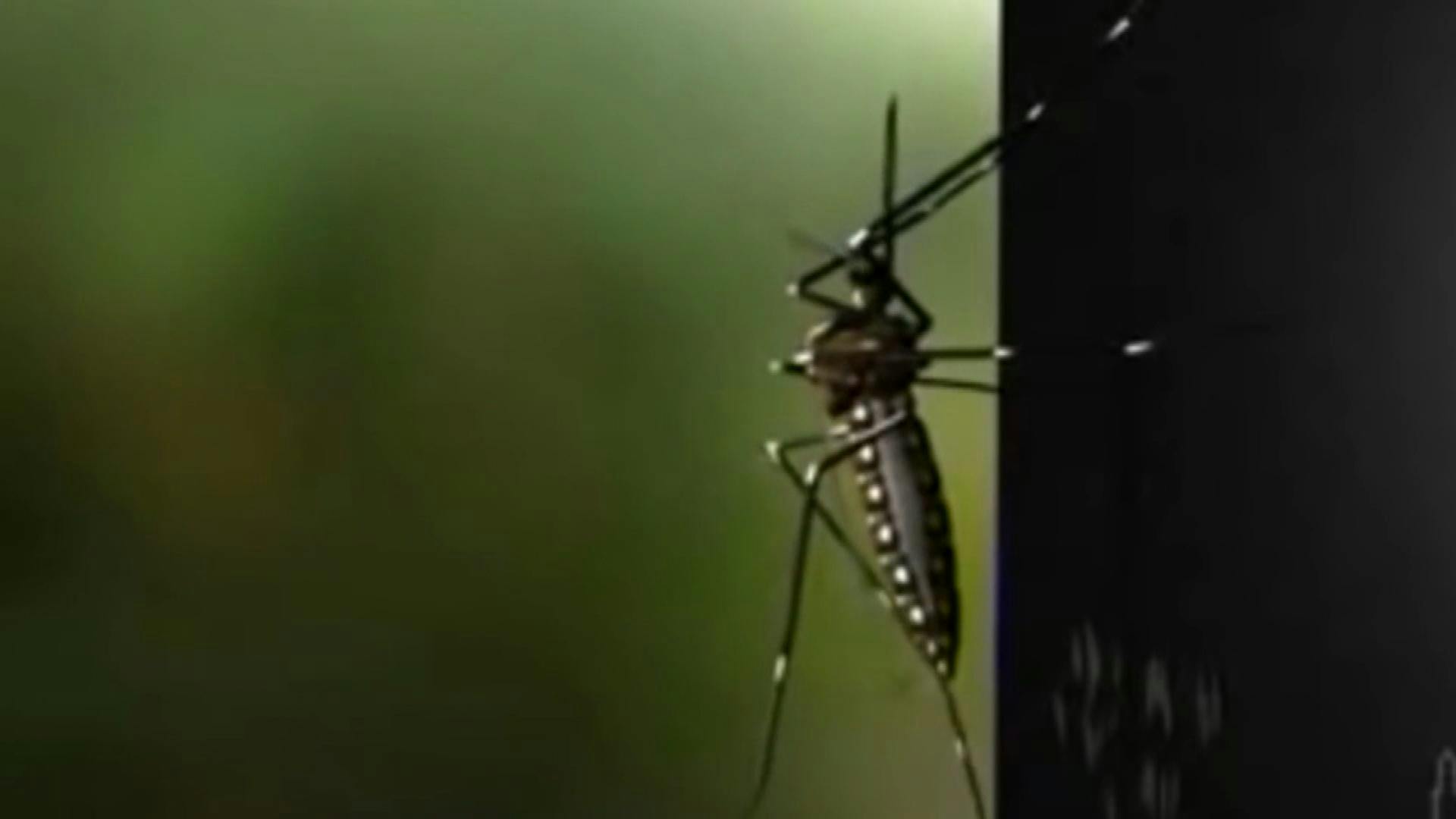 Autoridades sanitarias tomas medidas ante presencia del dengue en Los Andes