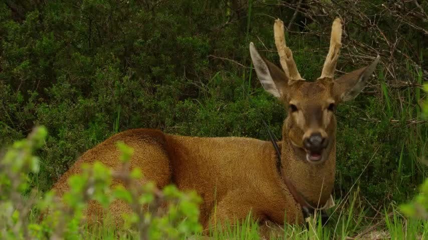 Huemul | Animales chilenos superasombrosos - T2E11