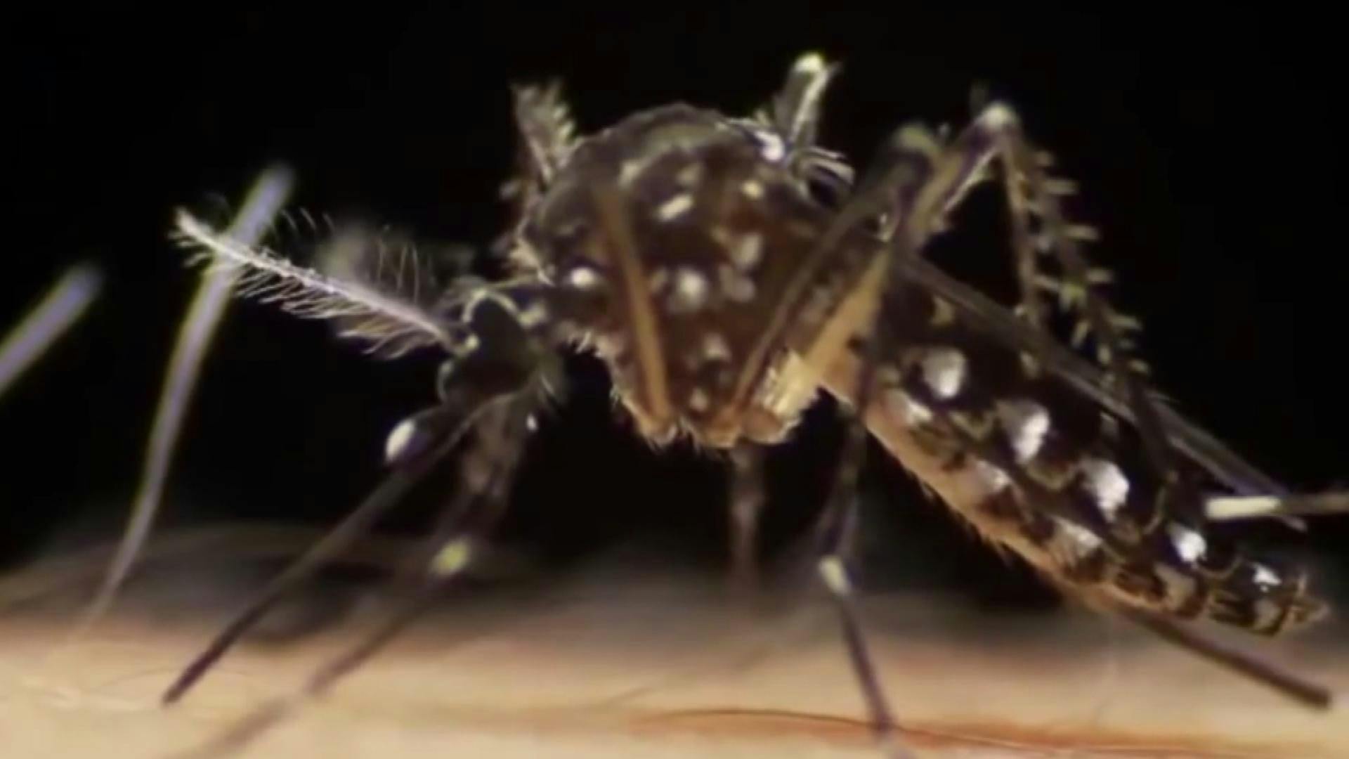 4dab18de-43e2-4580-b295-cf4c6905ed98_val190423dengue.mp4