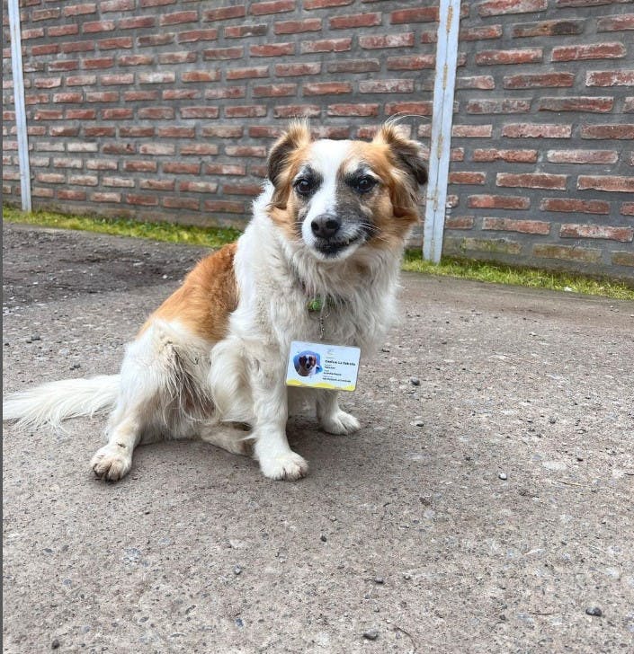 Lo más lindo que verás hoy: Conocimos a Manchas, el perrito guardián del Cesfam en La Estrella