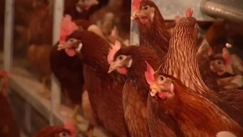 Chilehuevos descarta desabastecimiento por gripe aviar