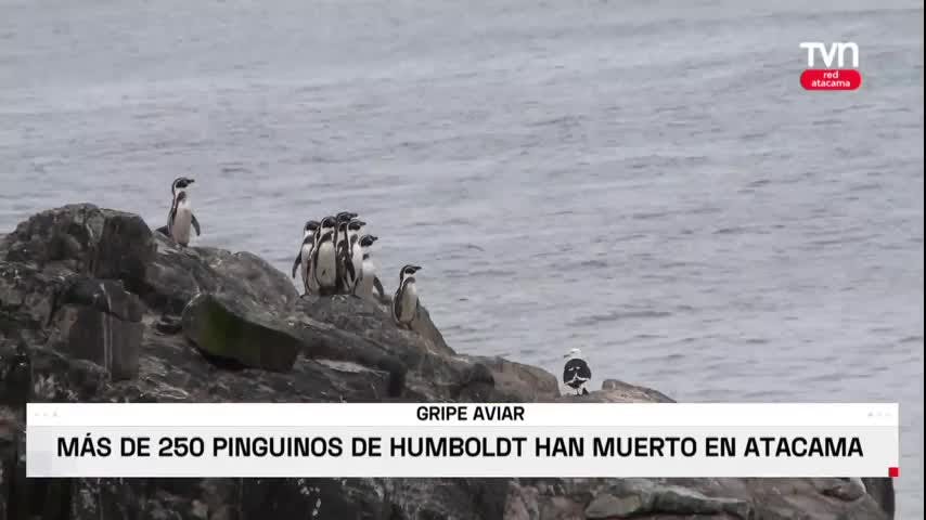 GRIPE AVIAR