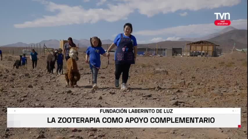 Los beneficios de la “Alpacaterapia”