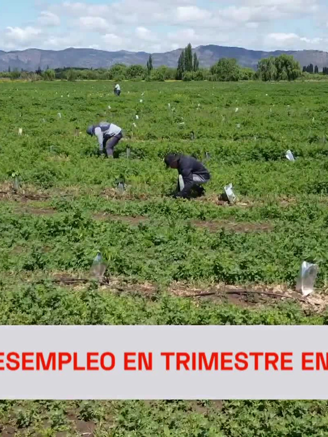 7,7 fue el desempleo en trimestre enero - marzo