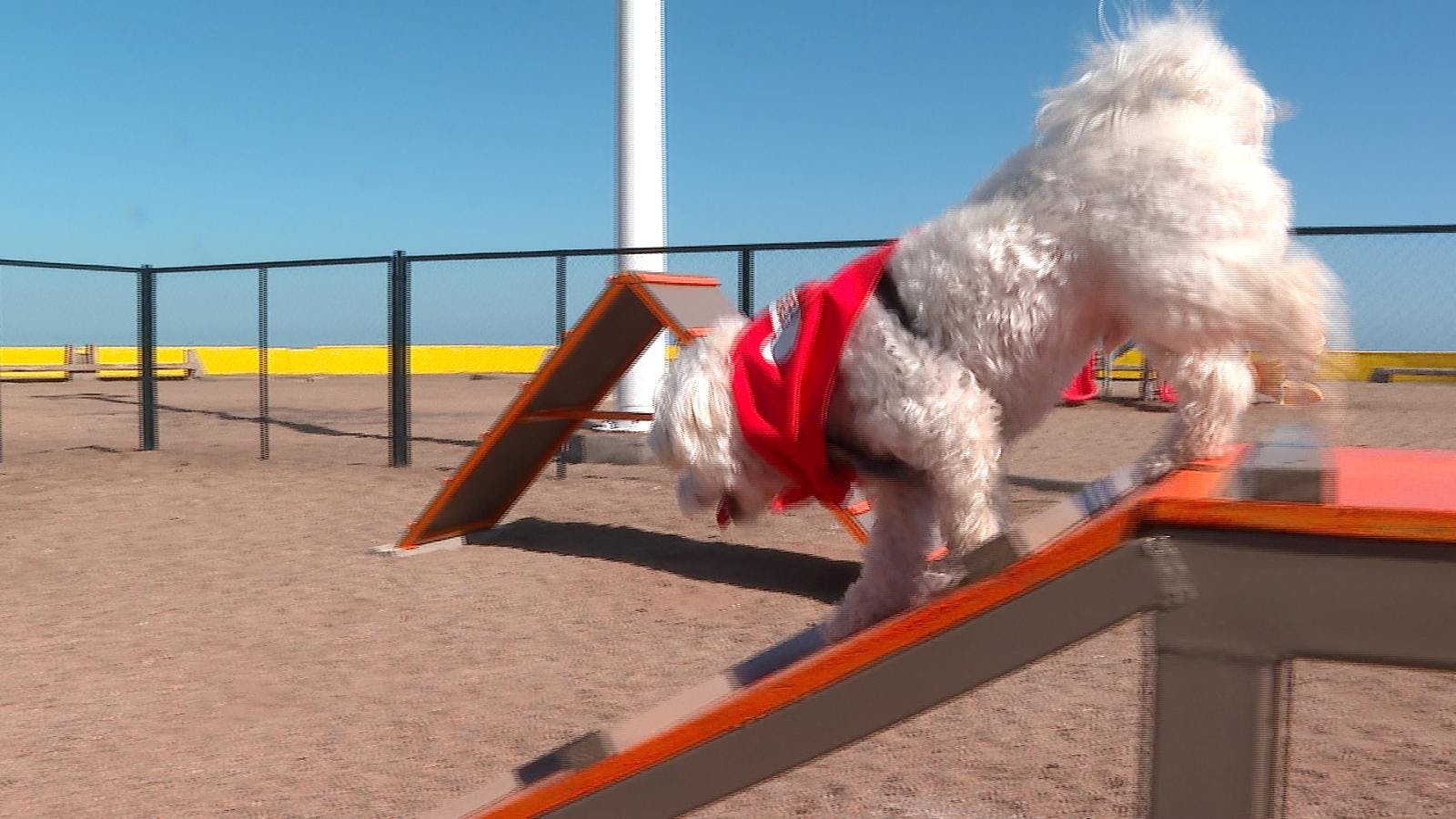 Reinauguran dependencias de centro de agilty para mascotas en Antofagasta