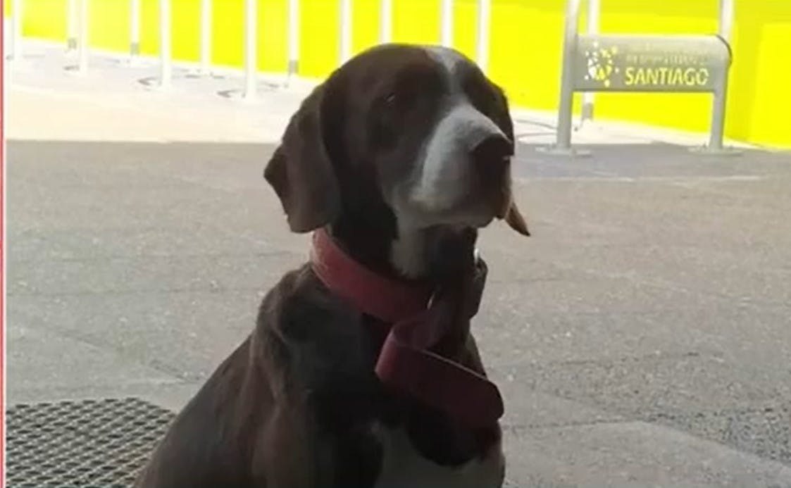 ¿Qué pasó con el perrito abandonado en local de votación de Maipú?