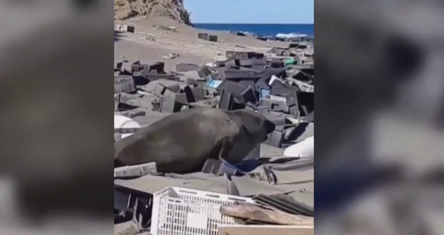 Impactantes imágenes: Contaminación amenaza la vida de lobo marino