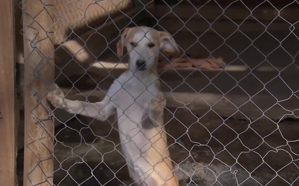 Perritos abandonados buscan hogar