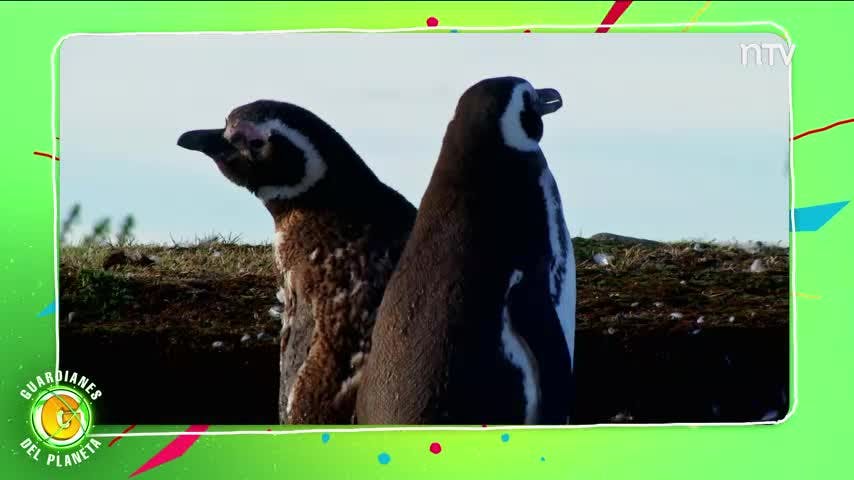 Ranking Guardianes del Planeta: Los animales mas fieles entre sí
