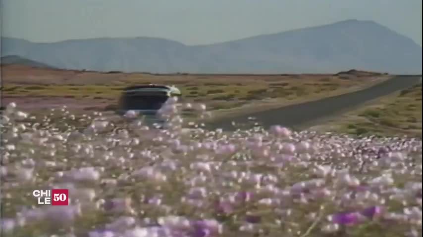El Desierto Florido en 1992, Atacama