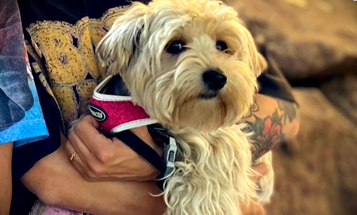 ¡A buscar a Pelusa! Familia pide ayuda para encontrar a su perrita robada 