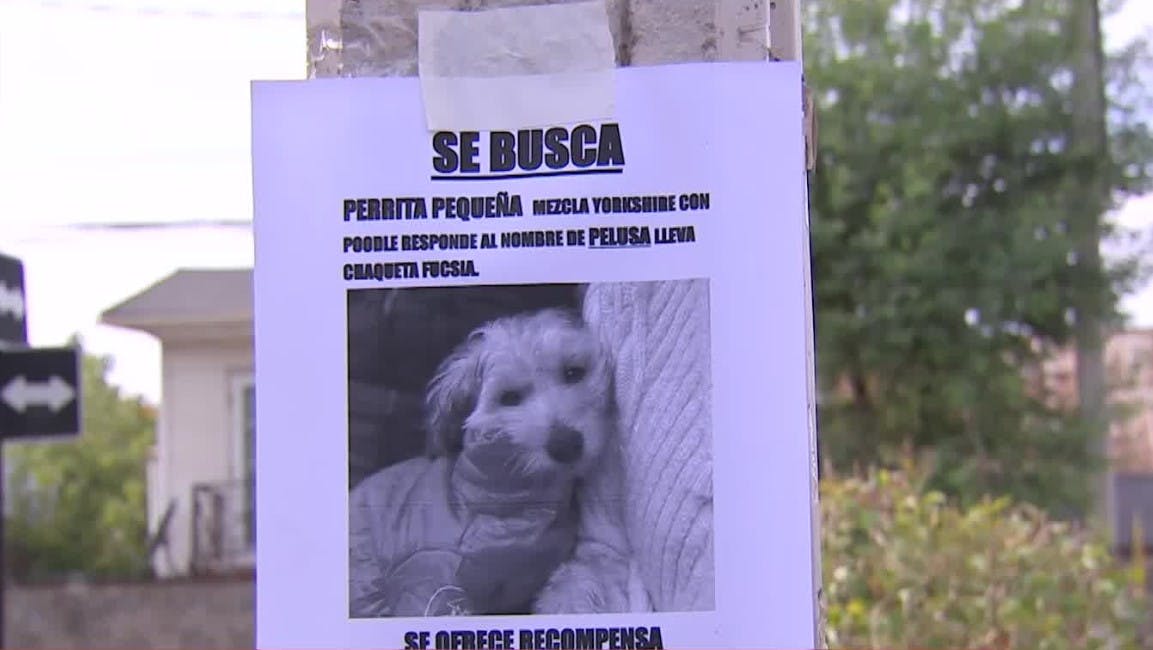 Encontremos a Pelusa