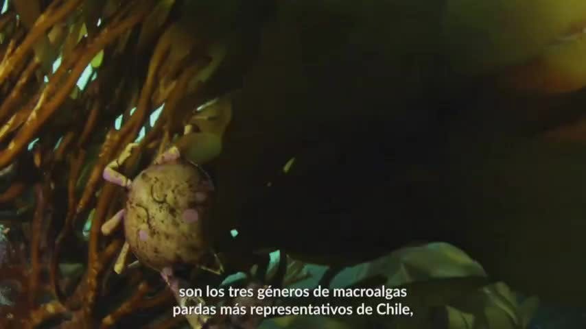 Bosques de Macroalgas Pardas | Oceana - Mes del Mar - T1E1