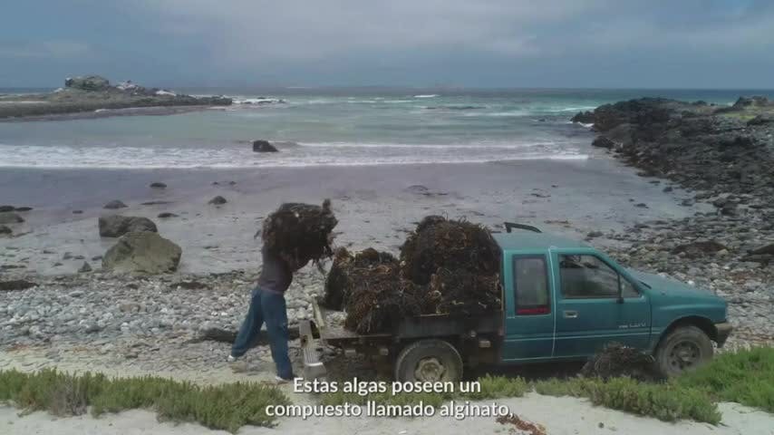 Extracción y recolección de algas | Oceana - Mes del Mar  - T1E3