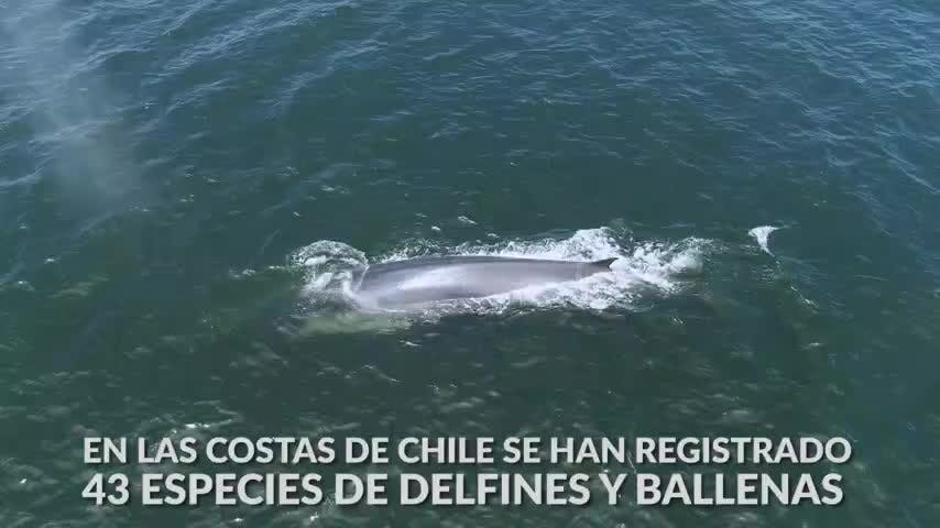 Ballenas | Oceana - Mes del Mar - T1E4