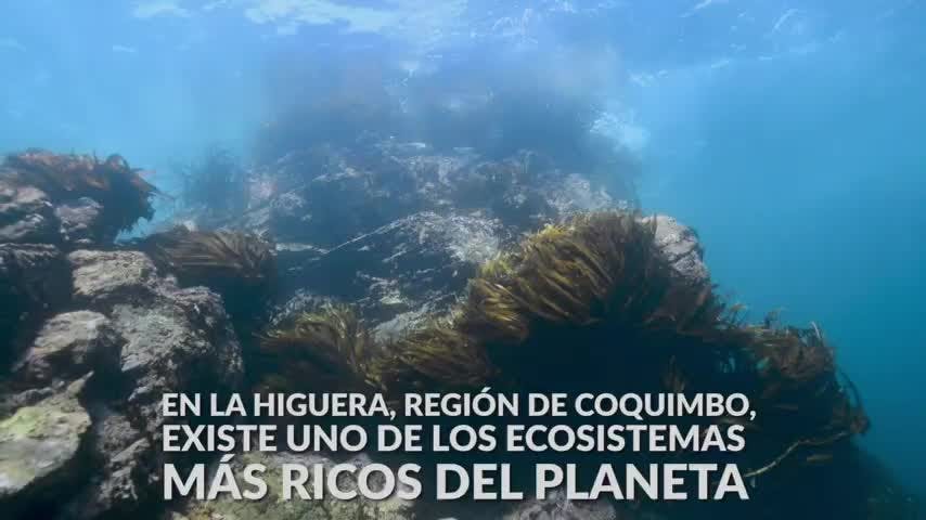 La Higera Submarino | Oceana - Mes del Mar - T1E7