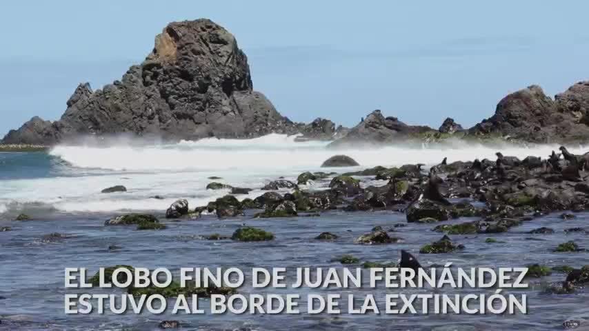 Lobos Finos | Oceana - Mes del Mar - T1E9