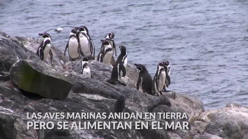 Pingüino | Oceana - Mes del Mar - T1E10