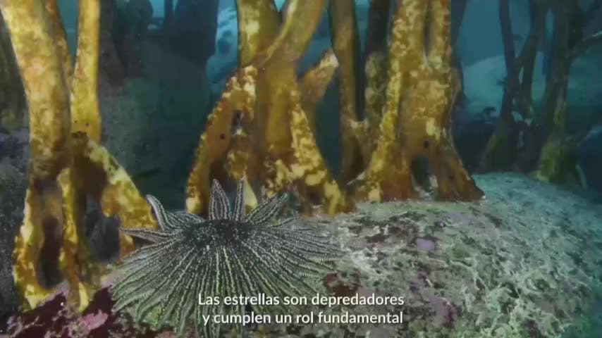 La vida entre las algas | Oceana - Mes del Mar - T1E2