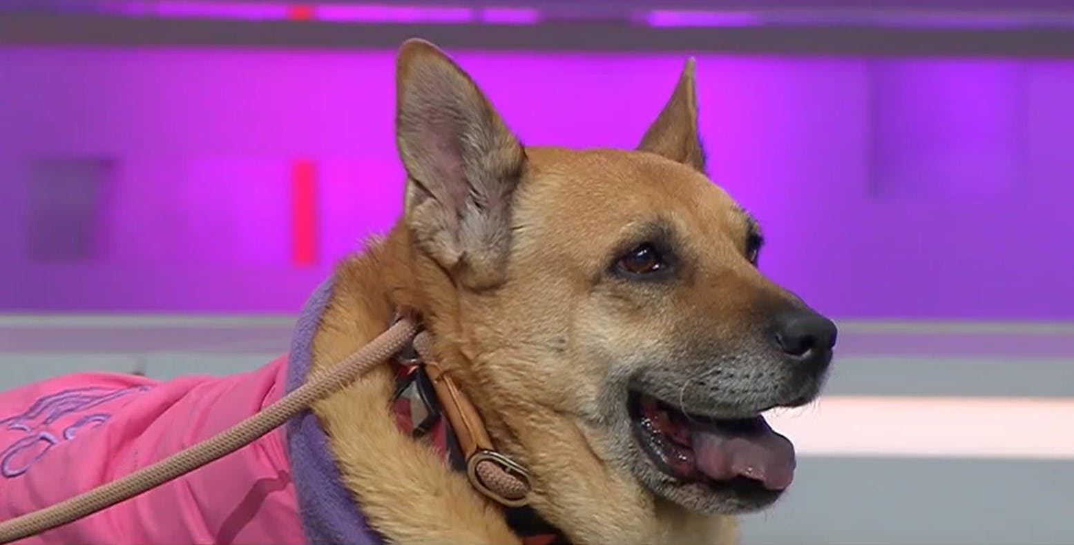 ¡Mucha atención! Monsa, Anfru y Princesa buscan ser adoptadas