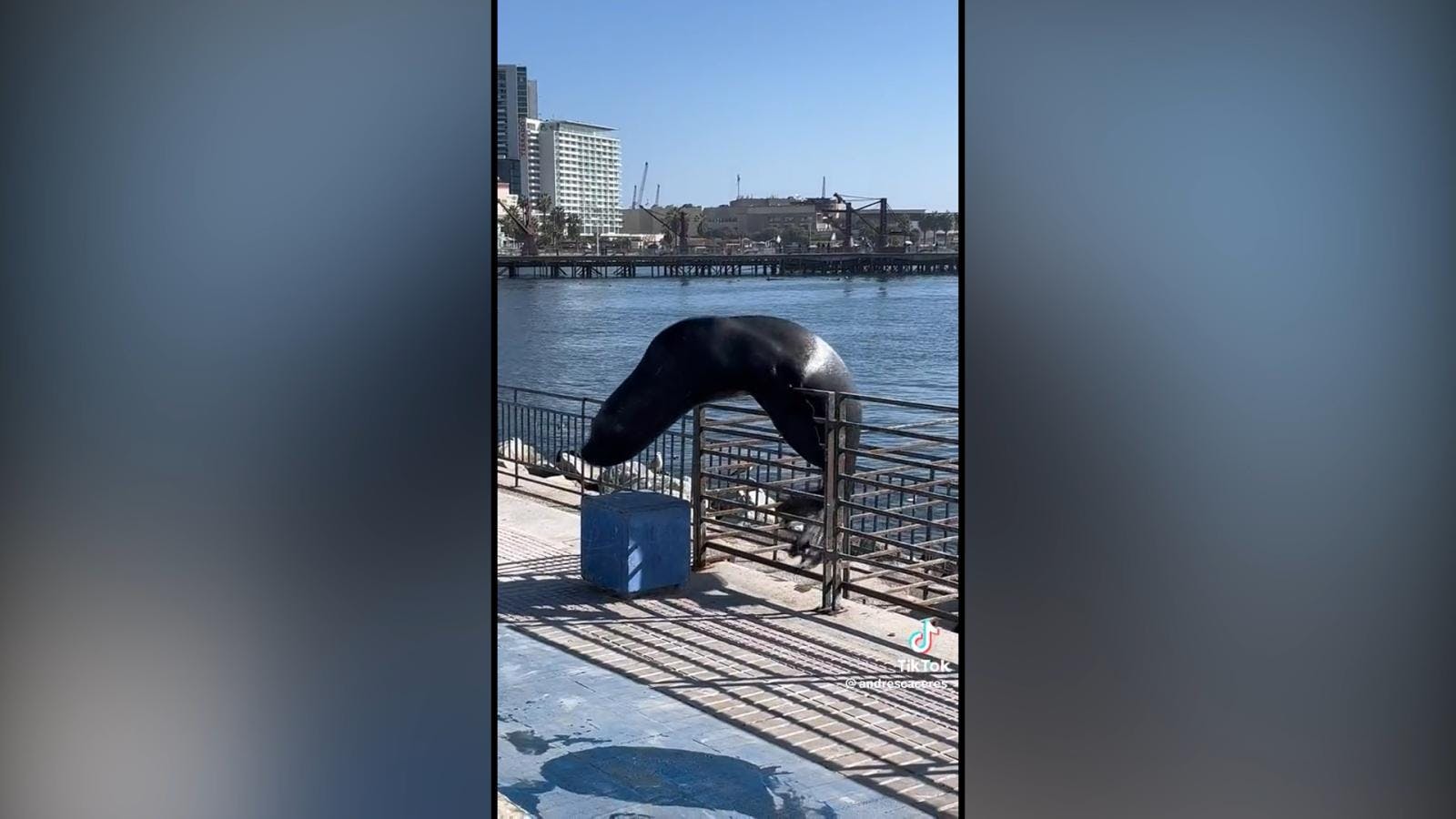 Lobo marino sortea barrera instalada en terminal pesquero 