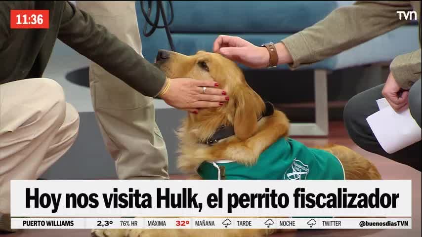 ¡Un gran compañero! Nos visita Hulk, el perrito que participa en operativos antidroga