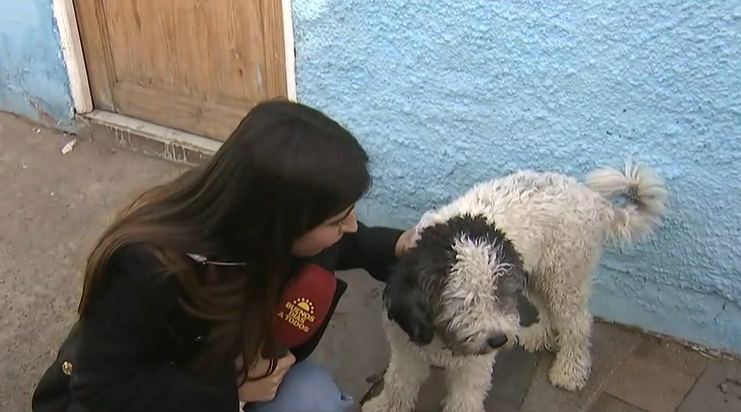 ¿Lo reconoces? ¡Buscamos a los dueños de perrito perdido en metro Cumming!