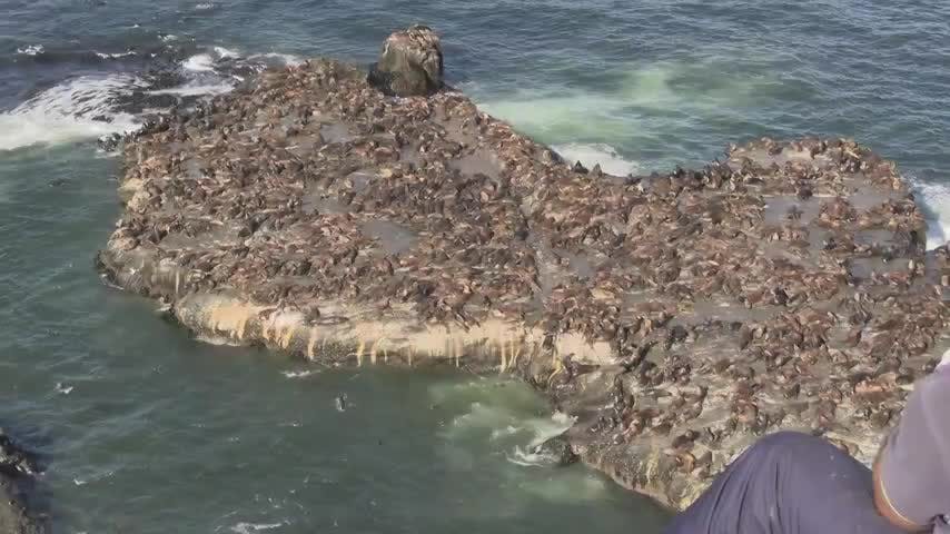 Reubicarán vertedero de lobos marinos de Patagual