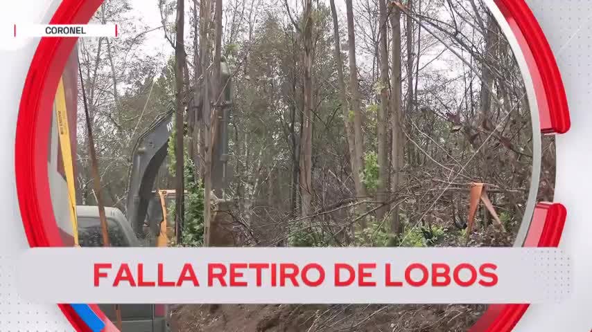 Falla retiro de lobos muertos en Patagual