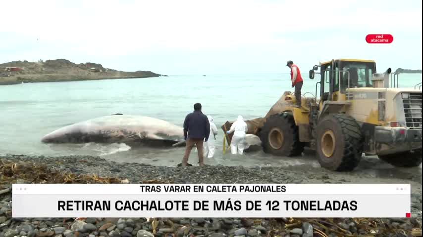 CACHALOTE VARADO