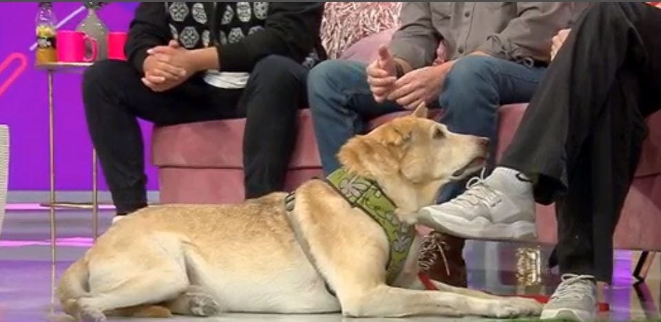 ¿Podemos educar a nuestras mascotas?