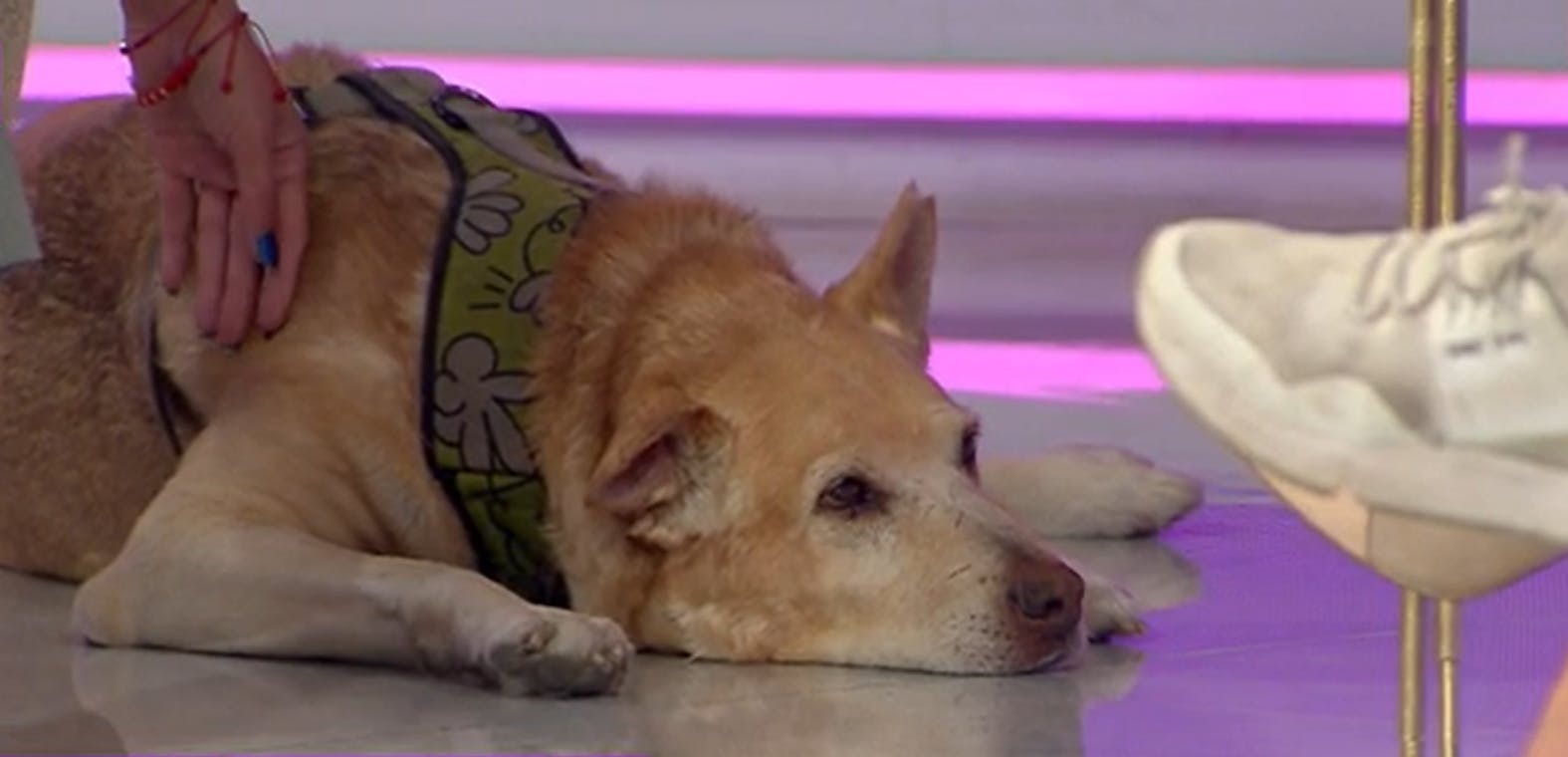 ¿Se puede educar a nuestras mascotas? Conoce los mejores tips aquí