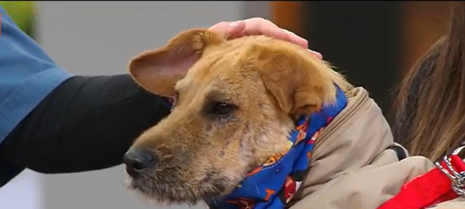 ¡Conocimos a Koby, un perrito de 8 meses que busca una familia!