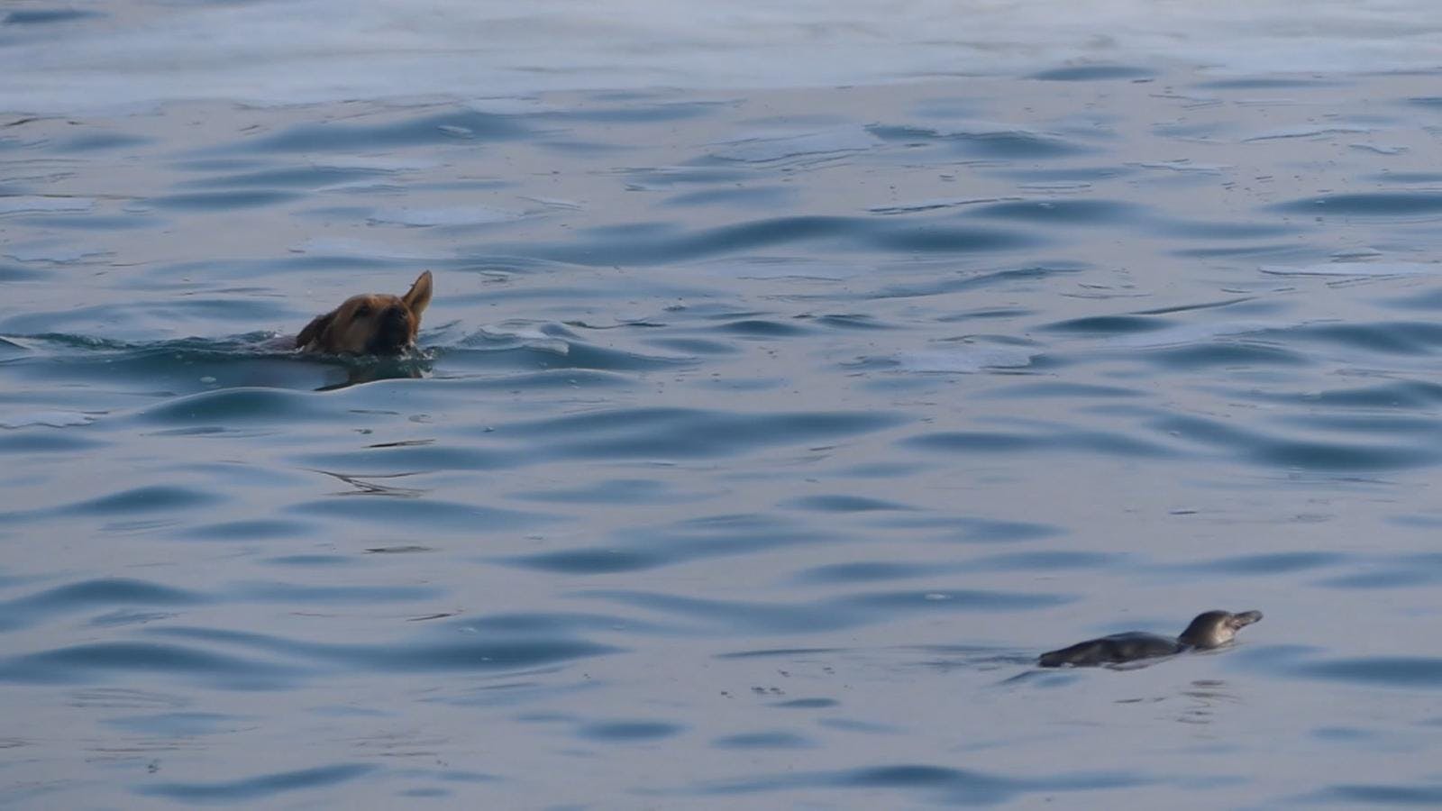 Pingüinos de Humboldt llegan hasta balneario municipal de Antofagasta