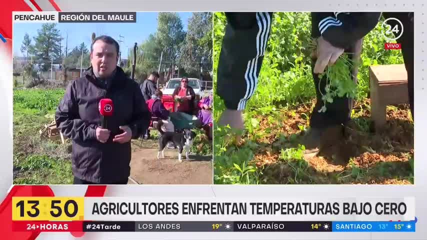 la polar dejó -2º en el Maule. Agricultores tuvieron que adelantar la cosecha de productos como el cilantro