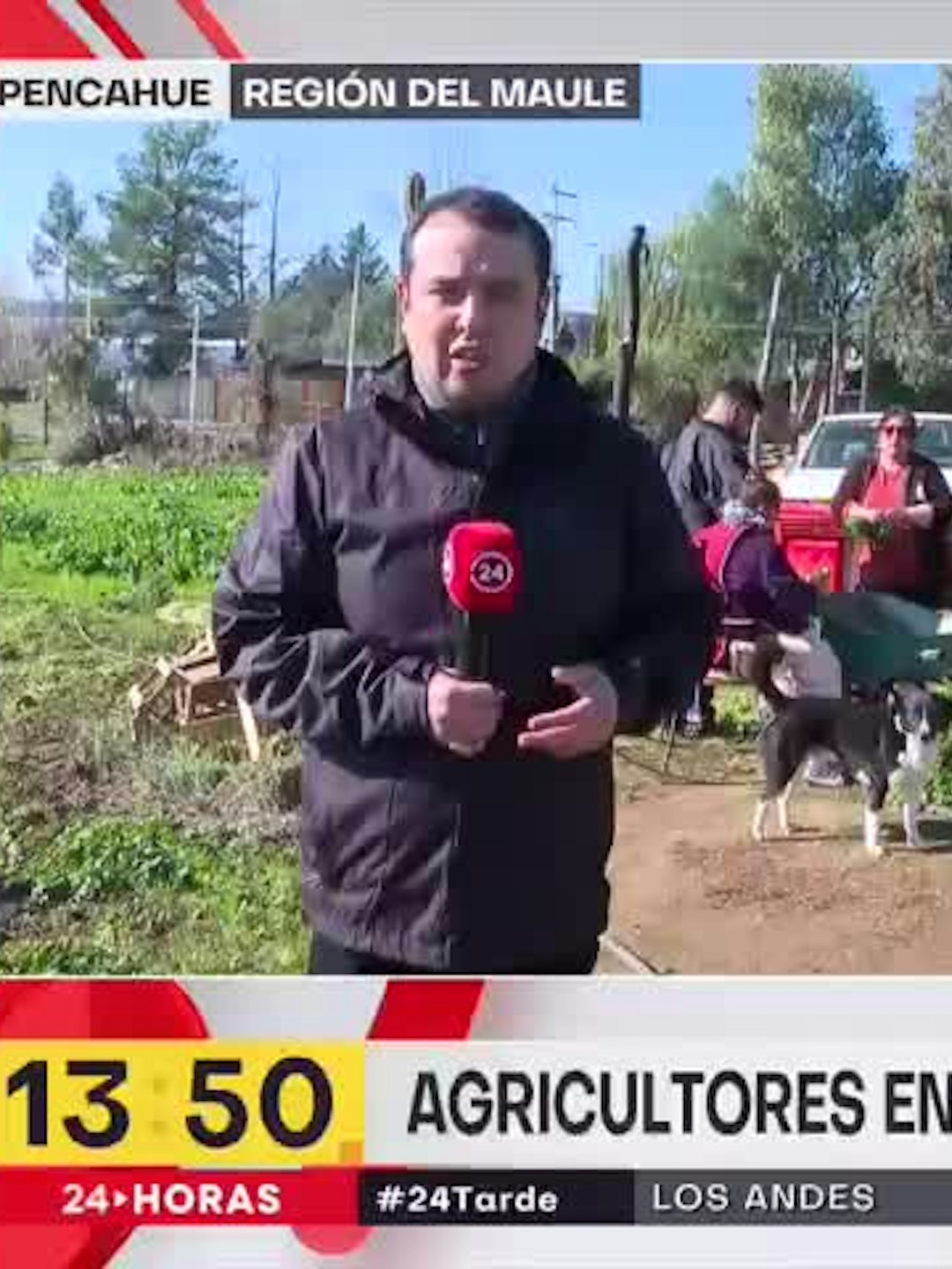 la polar dejó -2º en el Maule. Agricultores tuvieron que adelantar la cosecha de productos como el cilantro