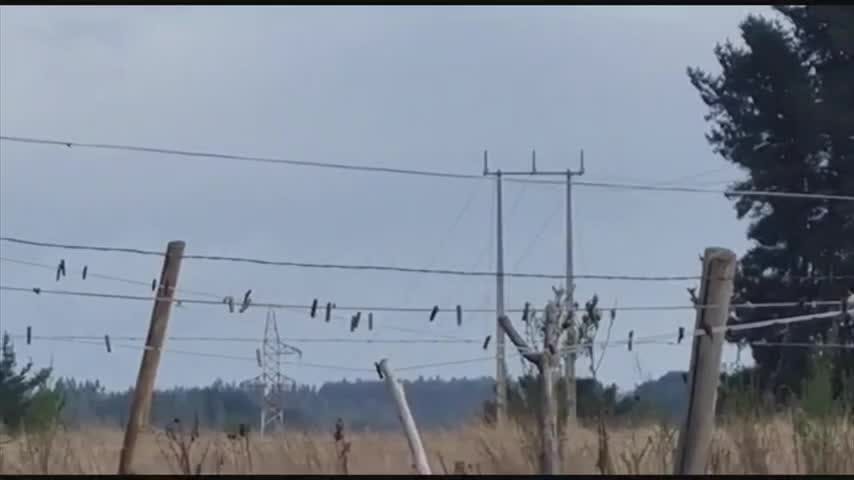 Derriban torre de alta tensión con explosivos en la provincia de Arauco 